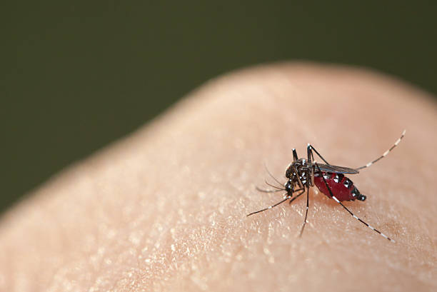 Mosquito sucking blood on a human hand stock photo