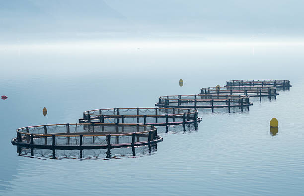 Cages for fish farming Cages for fish farming in Montenegro europa mythological character photos stock pictures, royalty-free photos & images
