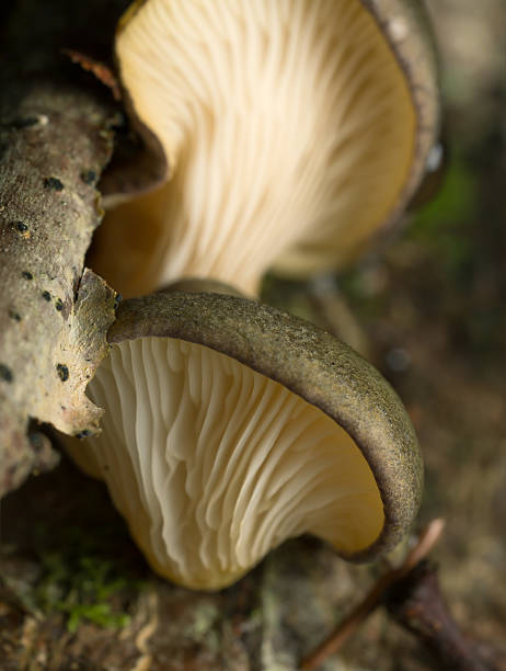 istock Late oyster, Panellus serotinus 496771562