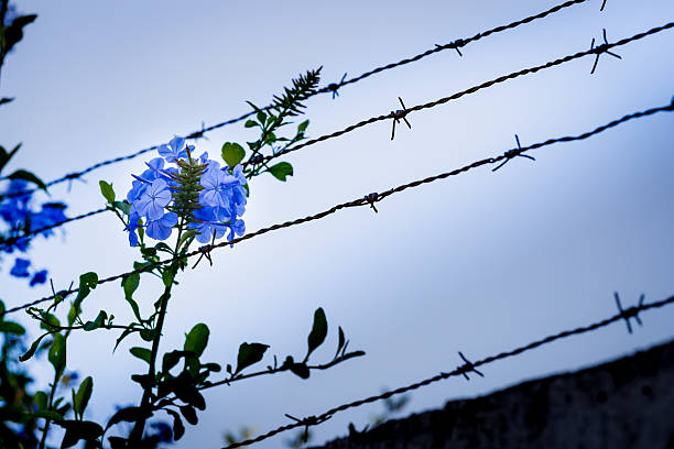 istock Blue flower against a barbed wire. 496771692