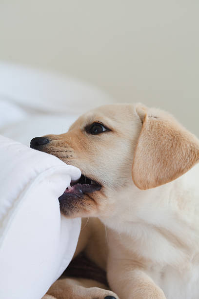 istock Yellow Labrador Puppy 496772168