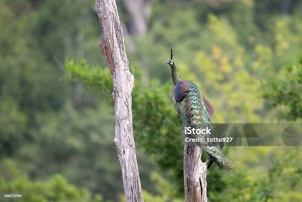 Peafowl in breading feature stand on stump Peafowl in breading feature stand on stump in forest 2015 Stock Photo
