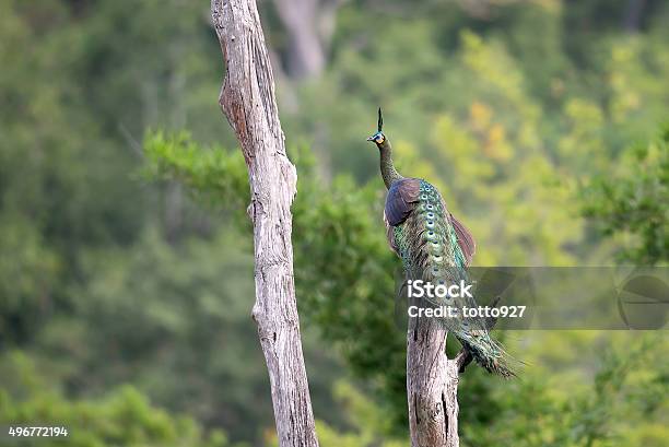 Peafowl In Breading Feature Stand On Stump Stock Photo - Download Image Now - 2015, Animal, Beauty