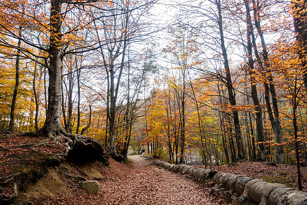 istock montseny mountain path autumn tree tube root orange horizontal 496772206