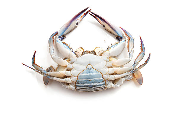 istock Female Blue Swimmer crab 496773154