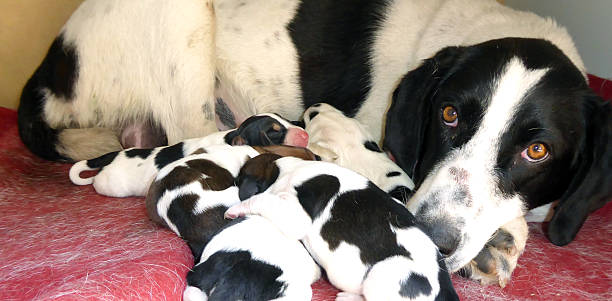 istock Mother dog and puppies 496773348