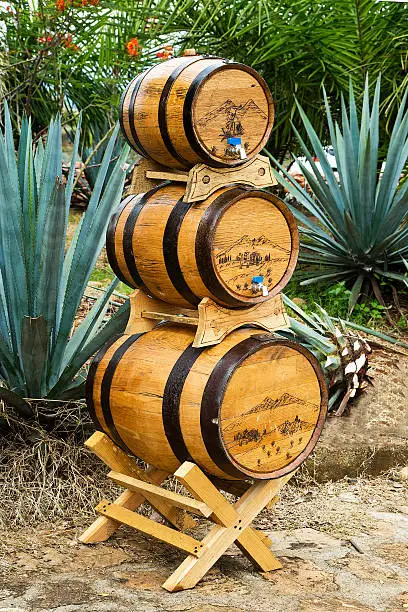 Tequila barrels stacked on agave lanscape.