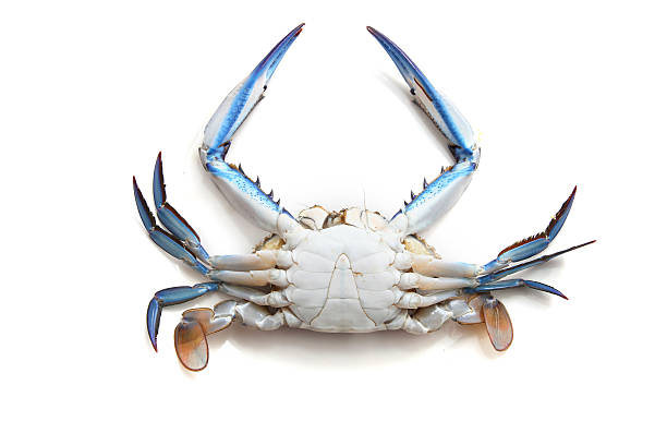istock Male Blue Swimmer crab 496774270