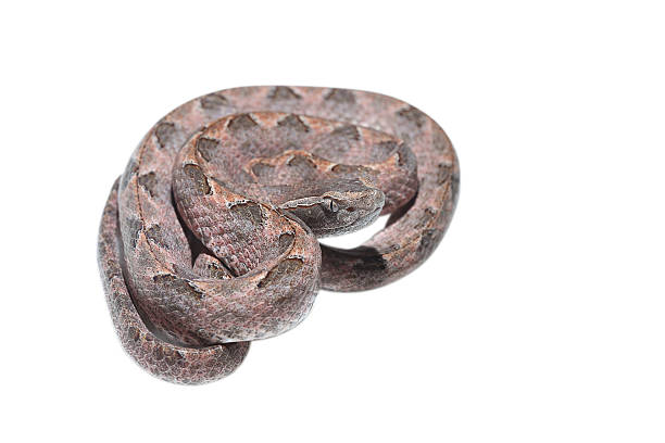 Malayan pit viper on white background stock photo