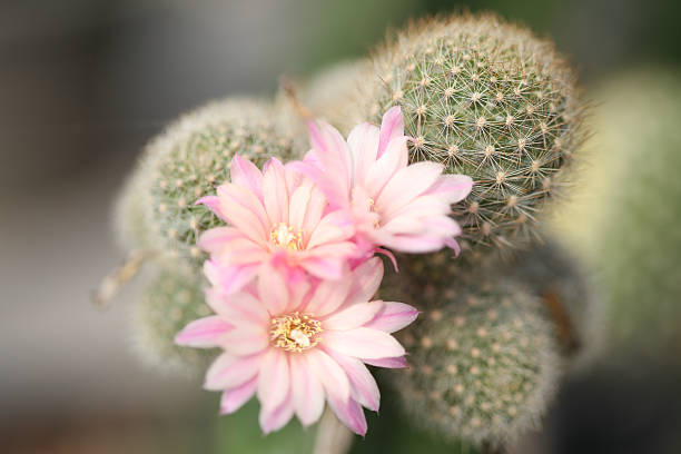 istock Rebutia Cactus flower 496775060