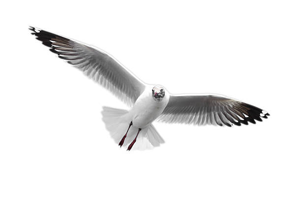 istock Seagull Birds Isolated on White Background 496775104
