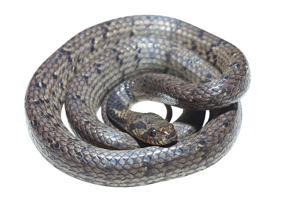 Slug snake on white background stock photo