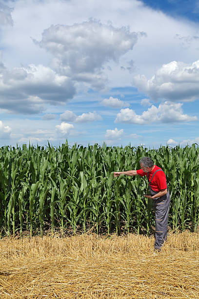 istock Agriculture, farmer in corn field examine quality 496775680