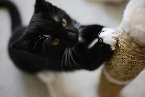 A shallow depth shot with a serious looking cat's claws going into a scratching post.