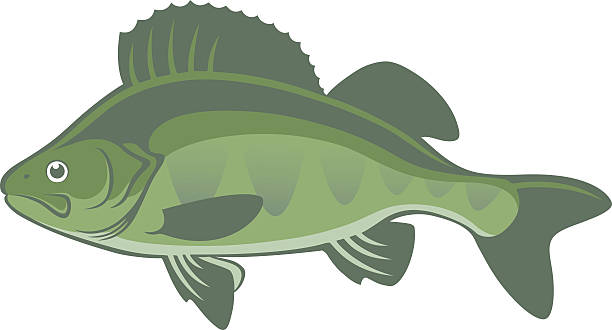 illustrazioni stock, clip art, cartoni animati e icone di tendenza di trespolo - wild striped bass