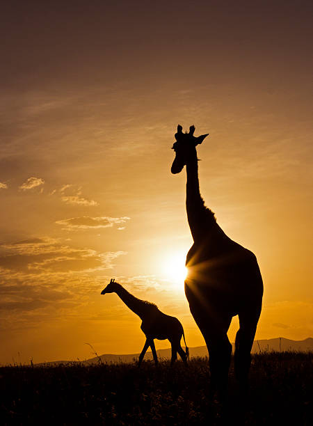 jirafa puesta de - masai mara national reserve sunset africa horizon over land fotografías e imágenes de stock