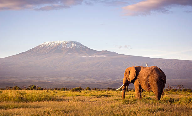 Elephant and Kilimanjaro Classic safari scene of a large bull elephant against a Kilimanjaro backdrop at sunrise.  Cattle egret visible perched on the elephants back. Amboseli national park, Kenya. kenya photos stock pictures, royalty-free photos & images