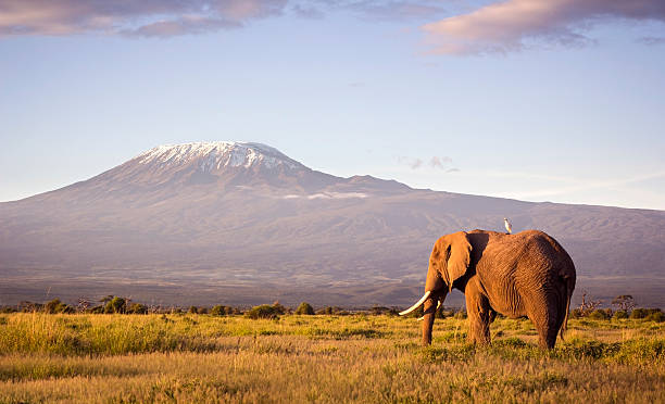 Elephant and Kilimanjaro Classic safari scene of a large bull elephant against a Kilimanjaro backdrop at sunrise. Cattle egret visible perched on the elephants back. Amboseli national park, Kenya. cattle egret photos stock pictures, royalty-free photos & images