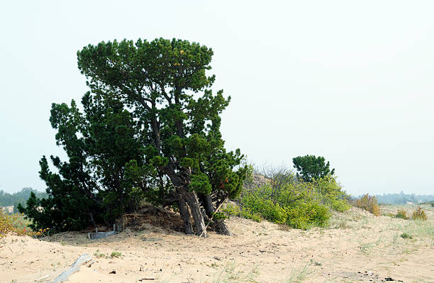 istock dwarf cedar in the sandy dunes on shore of Baikal 496778428