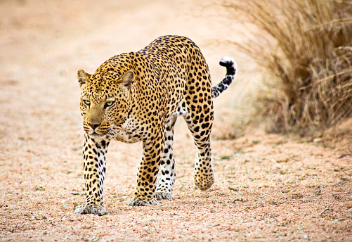 Male leopard stalking along a dry river bed  - Okinkima nature reserve, Namibia