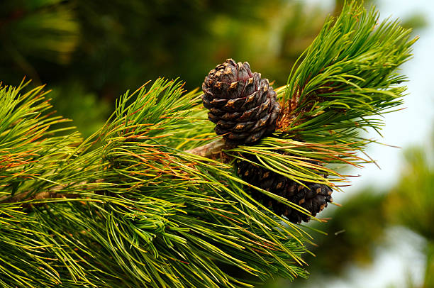 istock cedar pine cones on a branch. Photo toned 496778866