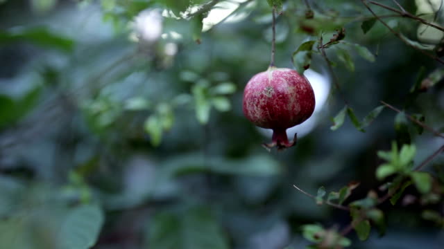 Ripe pomegranate hanging on a tree, next to wedding rings.