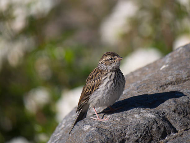 istock Cute sparrow bird on rock 496789050