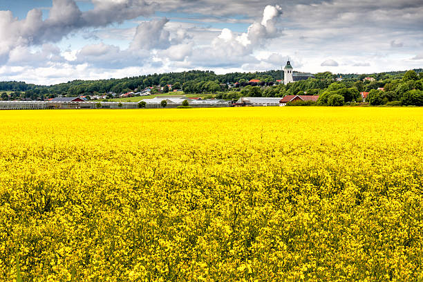 istock Colzafield and a church 496789858