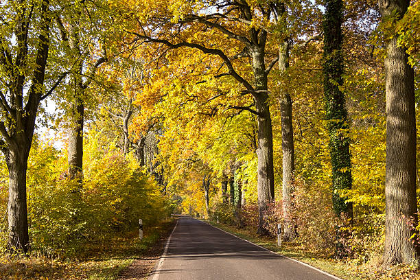 istock Colorful street 496791412