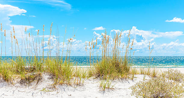istock sunny beach with sand dunes and blue sky 496792130