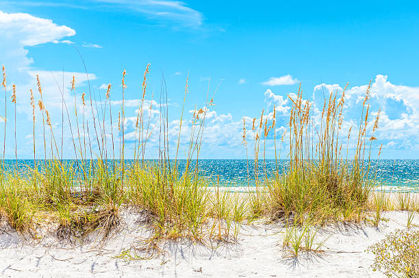 istock sunny beach with sand dunes and blue sky 496792212