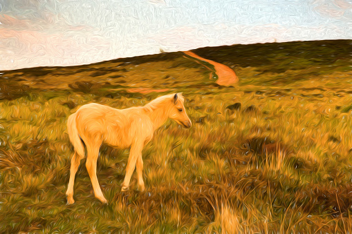 Dun cream colour Wild pony foal Quantock Hills Somerset England uk