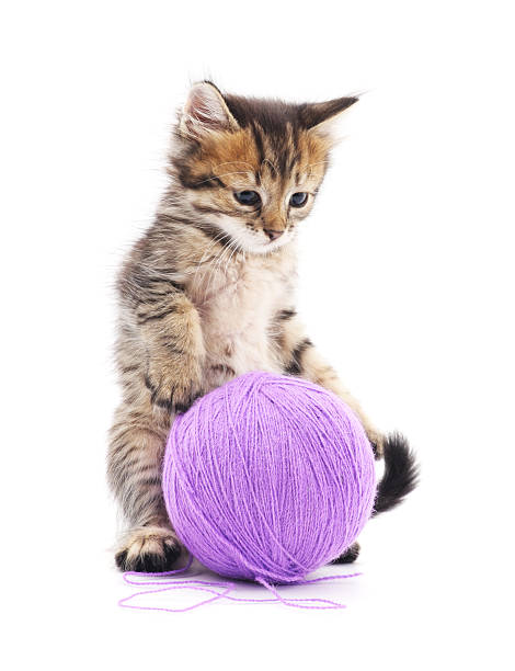istock Kitten with ball of yarn. 496793170