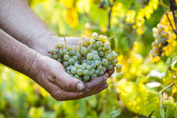 istock Farmers hands holding harvested grapes 496793436