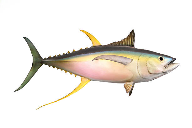 istock The Yellow Fin Tuna. 496793578