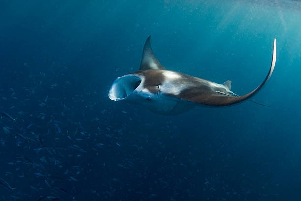 istock Manta Ray in German Channel - Palau, Micronesia 496793640