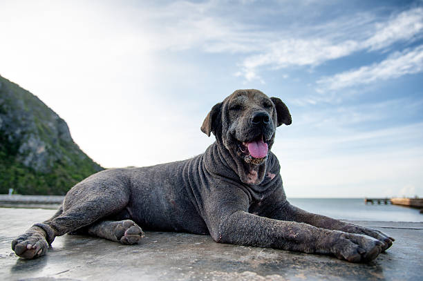 istock Dog at beach Thailand 496793771