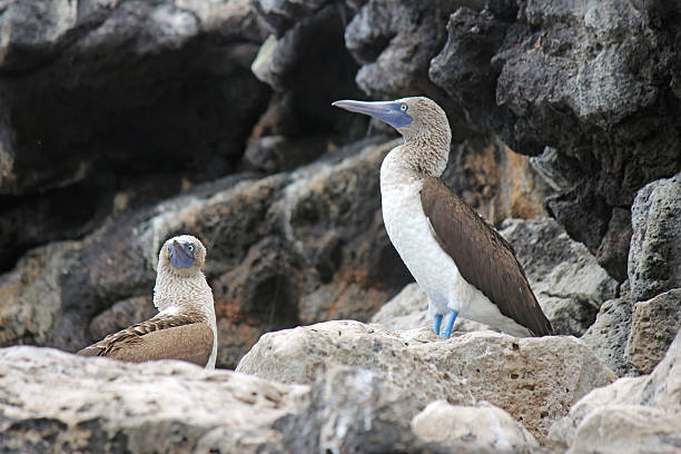 istock Pair of Blue Footed Boobys 496793874
