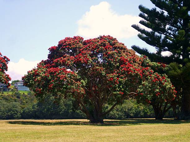 istock New Zealand Christmas Tree 496794260
