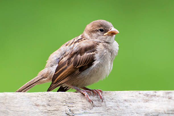 female house sparrow, passer domesticus - house sparrow stockfoto's en -beelden