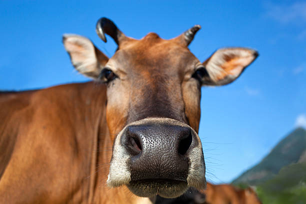 istock Head of cow closeup 496794551