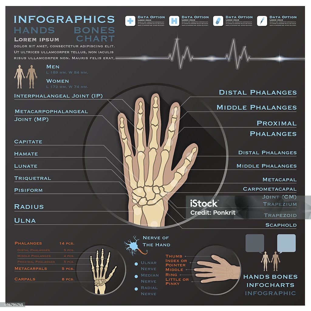 Hand Bone Skelatal System Infographic Infocharts Health And Medical Hand Bone Skelatal System Infographic Infocharts Health And Medical Science Background Anatomy stock vector