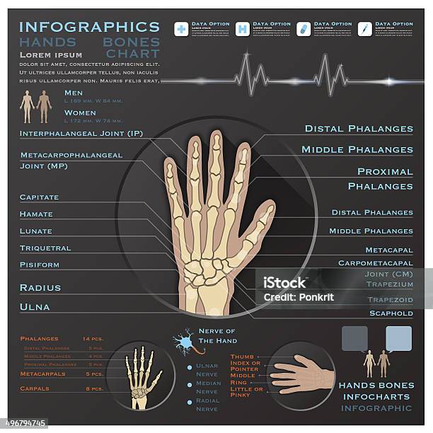 Hand Bone Skelatal System Infographic Infocharts Health And Medical Stock Illustration - Download Image Now