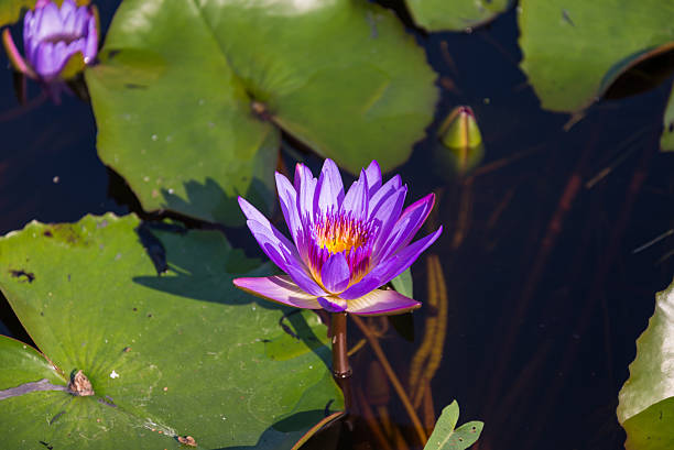 istock purple lotus flowers 496795167