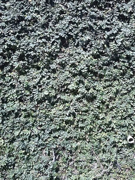istock Fence or wall coated plant with green leaves 496795581