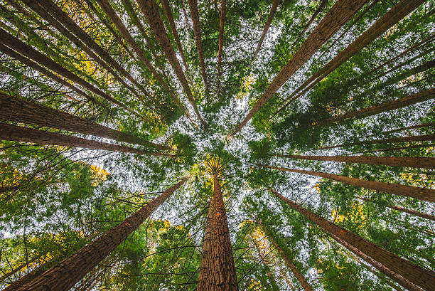 secuoia forest - tree growth sequoia rainforest zdjęcia i obrazy z banku zdjęć