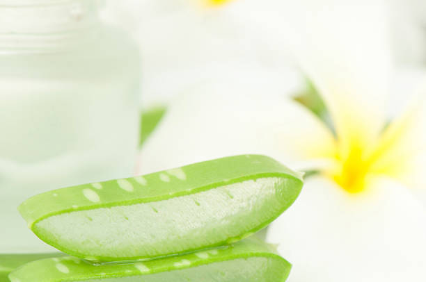 istock Aloe vera plant for skincare 496795911