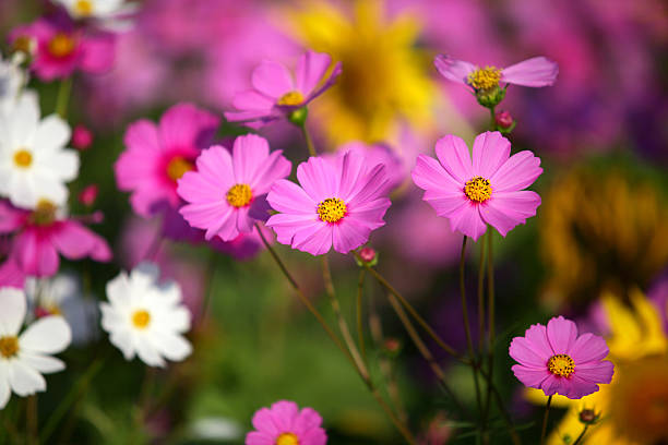 istock Colorful Cosmos Flowers 496796087