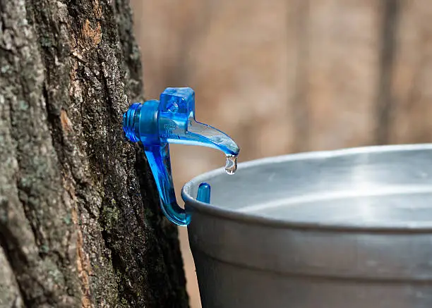 Clear maple sap dripping into bucket. Canadian life. Sap is collected to make maple syrup. 