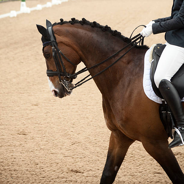 istock Horse and rider 496797043